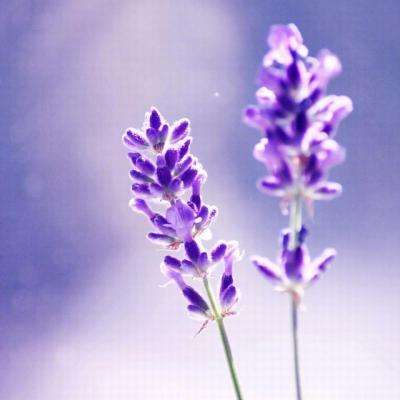 极限特技摩托赛